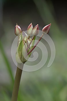 Flowering rush Butomus umbellatus budding flowers